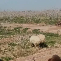 بره ماده|حیوانات مزرعه|ماهان, |دیوار
