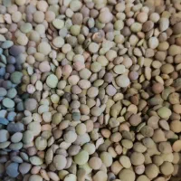 عدس تازه امسال