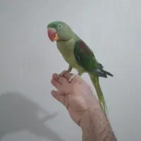 جوجه شاه طوطی