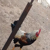 خروس