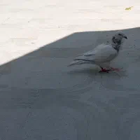 کفتر