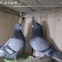 تعدادی کفتر پرشی قیمت مناسب