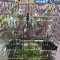 عروس هلندی و مرغ عشق