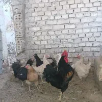 مرغ خروس واردک روسی