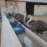 شترمرغ