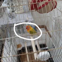 طوطی برزیلی نر مولد