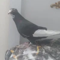 کفتر مینا ماده