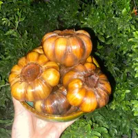 سیر ترشی و گل سیر درشت با طعمی بی نظیر