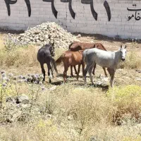 مادیون دره شوری اصل