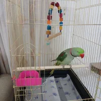 شاه طوطی