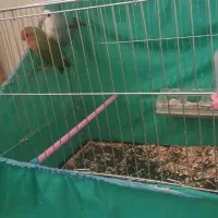 طوطی برزیلی مامونیه