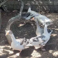 فروش غاز