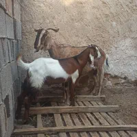 بز کهر دار