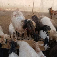 فروش میش وبره .بزو بزغاله با نازلترین قیمت