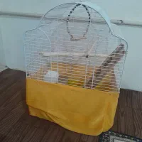 قفس عروس هلندی