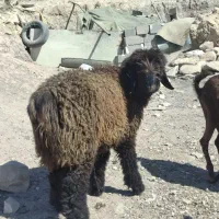 بره قوچ بختیاری هفت لنگ