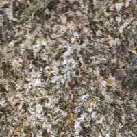 بابونه سفید شیرین