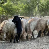 گوسفند خونی موجوداست