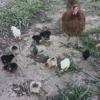 جوجه برهما