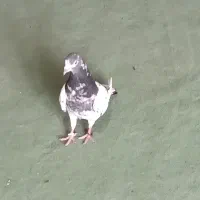 پرند