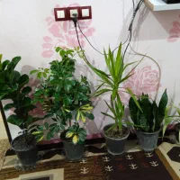 تعدادی گیاه آپارتمانی وشیک