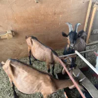 بز آلپاین و سانن سه قلو زا