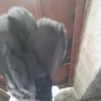 کبوتر