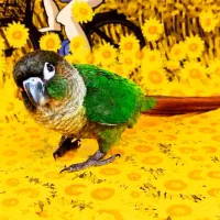 طوطی گرینچیک گم شده خواهش میکنم اطلاع بدین
