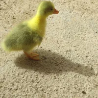 جوجه غاز و غاز بالغ یک ساله|حیوانات مزرعه|شیراز, کوشک بیدک|دیوار