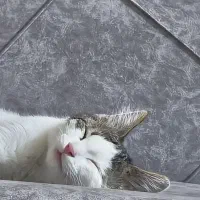 واگذاری گربه نر dsh