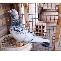 کفتر گم‌شده