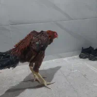 خروس لاری هفت ماه