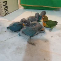 جوجه طوطی برزیلی