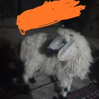 بره