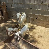 فروش بز دوقلو
