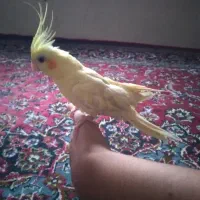 عروس هلندی ماده