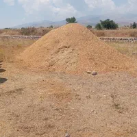 کاه سیاه دانه