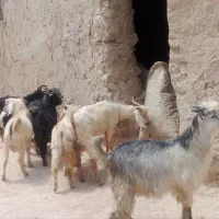 بزغاله خوب