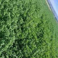 یونجه چین پنجم