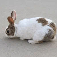 خرگوش نر