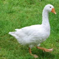 یک جفت غاز نر و ماده