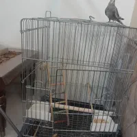 ماده