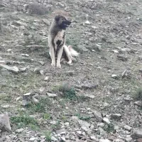 سگ گله