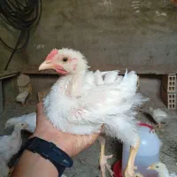 جوجه۶۰روزه درجه یک