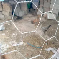 مرغ|پرنده|آبپخش, |دیوار