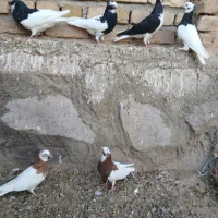 طوقی کفتر خطی