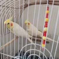 عروس هلندی