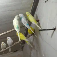 مرغ عشق