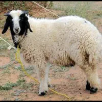 گوسفند زنده(دامداران تهران)جایگاه اصلی