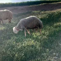 قورچ|حیوانات مزرعه|زاغه, |دیوار